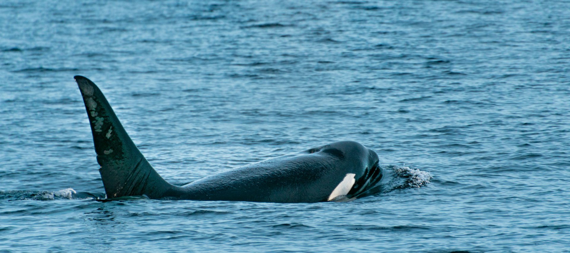 Orca swimming in the Pacific Ocean spotted on a whale watching tour with Seabreeze Adventures while staying at Steveston Waterfront Hotel